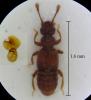 Euplectus corsicus